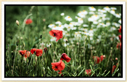 Mohn im Feld Wallpaper