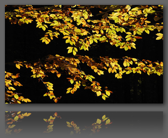 Click for high resolution photo